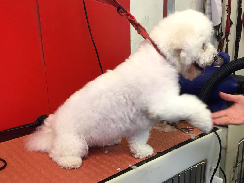 Poochini Photo Gallery Poochini Photo Gallery