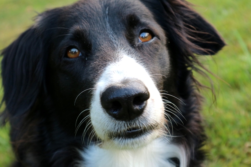 Poochini Poochini Dog Grooming Service in Cheshire