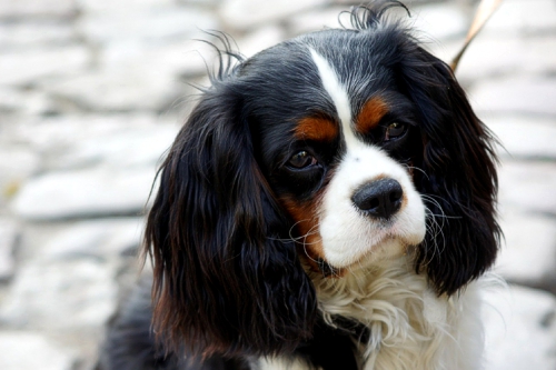 Poochini Poochini Grooming Salon, Christleton