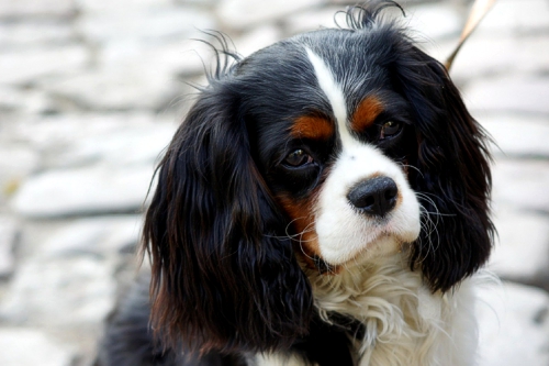 Poochini Grooming Salon, Christleton