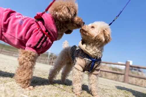 Poochini Local Dog Grooming Service in Cheshire