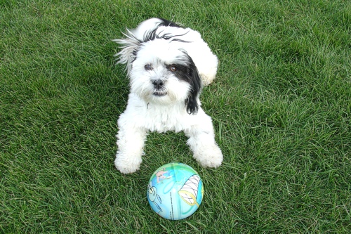 Poochini Poochini Local Dog Grooming Service in Cheshire