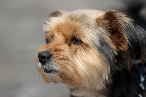 Poochini Poochini Local Grooming Salon, Christleton