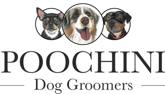 Poochini Dog Spa in Chester