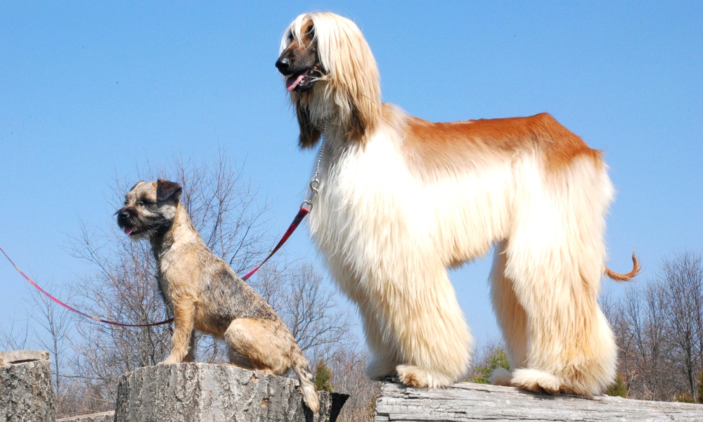 Poochini Dog Groomers, Christleton